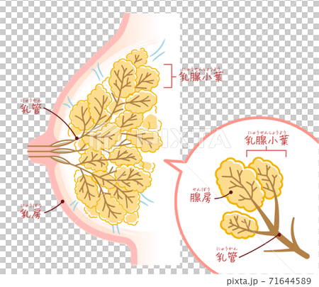 授乳期の乳房（テキスト付き） 71644589