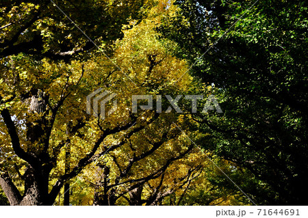 神宮外苑・黄葉 いちょう並木の風景 神宮外苑・黄葉 いちょう並木の風景 71644691
