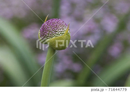 初夏に濃いピンク色のボール状の特徴的な花が咲くアリウム 初夏に濃いピンク色のボール状の特徴的な花が咲くアリウム 71644779