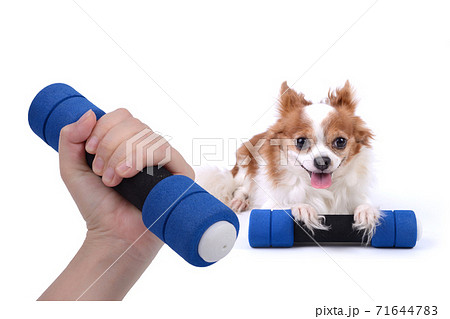 Excercise together with your pet for all healthy life. Excercise together with your pet for all healthy life. 71644783