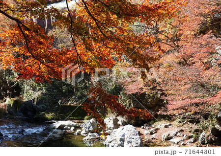 清滝川の紅葉 清滝川の紅葉 71644801