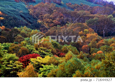 北海道豊平峡(ほうへいきょう)ダムの紅葉 71644927