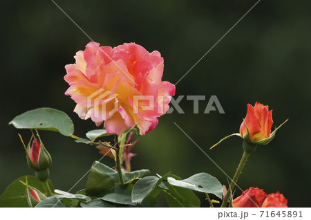 開花後に変色する愛と平和のシンボルのアンネのバラの写真素材