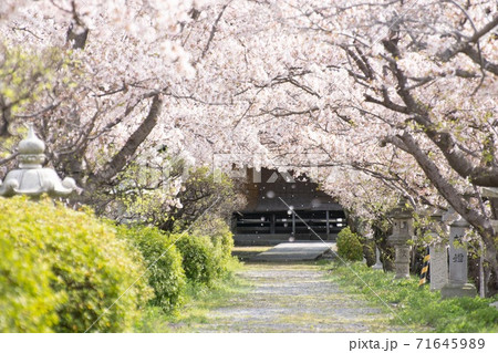 神社 桜 花吹雪 神社 桜 花吹雪 71645989