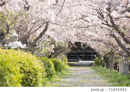 神社 桜 花吹雪 神社 桜 花吹雪 71645993