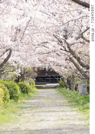 神社 桜 花吹雪 神社 桜 花吹雪 71645997