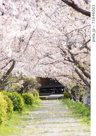 神社 桜 花吹雪 神社 桜 花吹雪 71646003