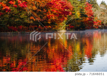 長野県軽井沢町・雲場池に反射する紅葉の中を泳ぐカモ 長野県軽井沢町・雲場池に反射する紅葉の中を泳ぐカモ 71646051
