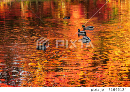 長野県軽井沢町・雲場池に反射する紅葉の中を泳ぐカモ 71646124