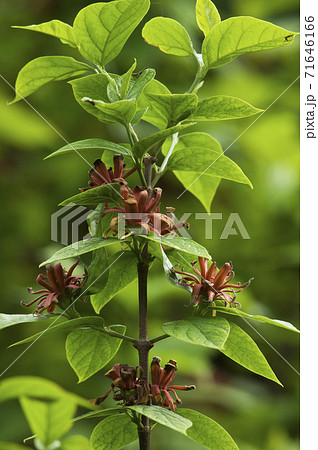 赤褐色の花を咲かせるクロバナロウバイの写真素材