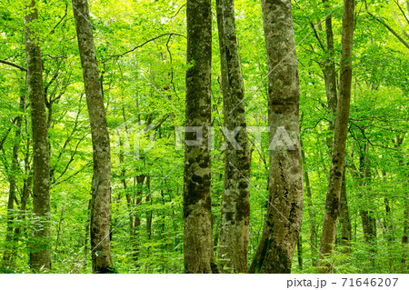 新緑の山毛欅林 71646207