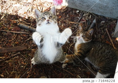 側溝の中でじゃれ合う2匹の可愛い野良猫の子猫の写真素材