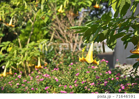 オレンジ色のキダチチョウセンアサガオの花の写真素材