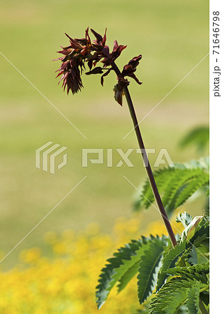 濃紅色の花房をつり下げるようにして咲かせるメリアンツス 濃紅色の花房をつり下げるようにして咲かせるメリアンツス 71646798