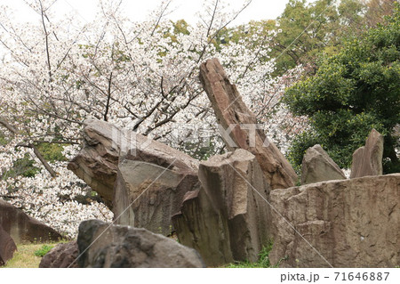 桜と枯滝石組 石のオブジェ が映える芝離宮の写真素材
