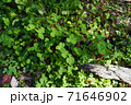 植物素材・クローバー 71646902