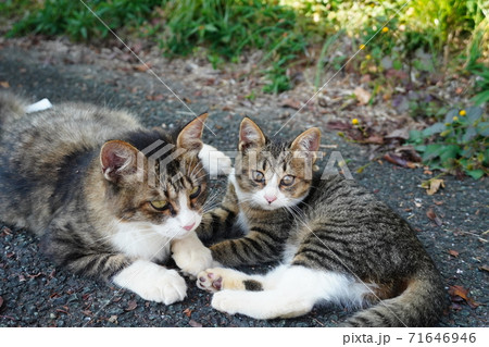 日陰で休むかわいい野良猫の親子の写真素材