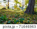 秋の風景・紅葉の木々と落ち葉 71646963