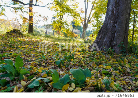 秋の風景・紅葉の木々と落ち葉 秋の風景・紅葉の木々と落ち葉 71646963