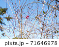 秋に咲く桜 71646978