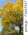 紅葉と青空02 71647027