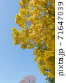 紅葉と青空 71647039
