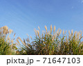 秋の空と植物 71647103