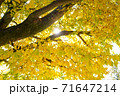 秋の木漏れ日02 71647214