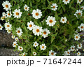 花の写真01 白の小花 71647244