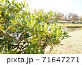 川沿いの植物 71647271