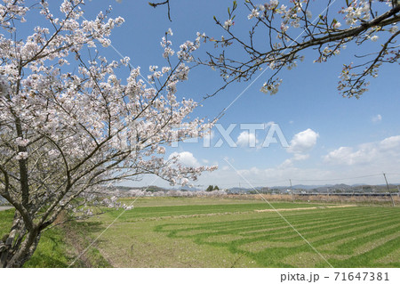 兵庫県三田市武庫川沿いの桜回廊 兵庫県三田市武庫川沿いの桜回廊 71647381