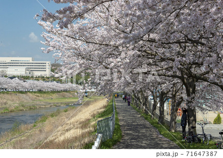 兵庫県三田市武庫川沿いの桜回廊 兵庫県三田市武庫川沿いの桜回廊 71647387