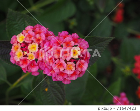 ランタナ 71647423