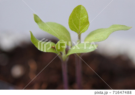 ナスの双葉が二つ培養土で育っている。 71647488