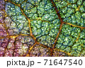 押し花にした柿の葉の葉脈をスーパーマクロで撮影 71647540
