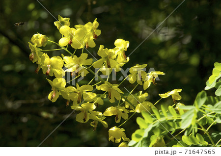 つる性の鮮やかな黄色の花が咲くジャケツイバラの写真素材
