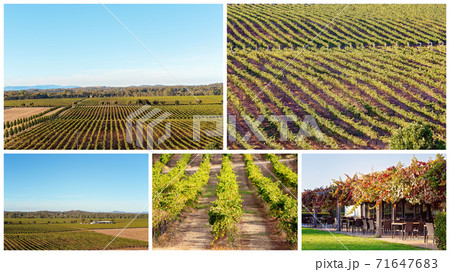 Collage Of Vineyard Images 71647683