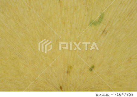 イチョウの葉と葉脈(二又脈) イチョウの葉と葉脈(二又脈) 71647858