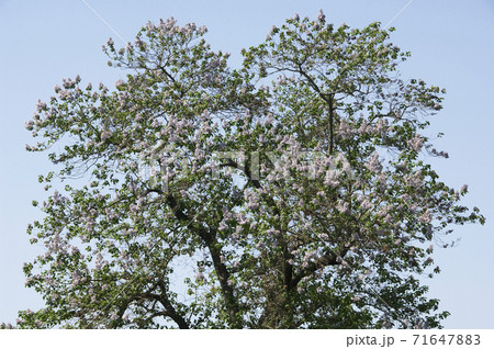 木材は家具などに使われる紫色の桐の花 木材は家具などに使われる紫色の桐の花 71647883