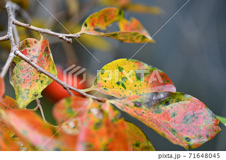 紅葉した柿の葉 71648045