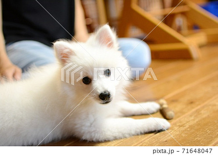 日本スピッツの子犬のかわいい表情の写真素材