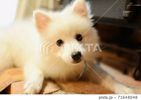 日本スピッツ犬の子犬が休んでいるところの写真素材