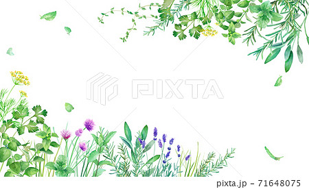 Frame Decoration Of Fresh Green Herb Garden Stock Illustration