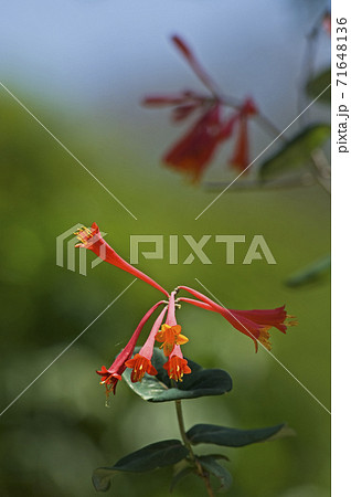 ラッパのような赤い花が特徴のツキヌキニンドウの写真素材
