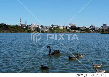 茨城県水戸市の青空を背景に秋の千波湖に浮かぶ水鳥たち 茨城県水戸市の青空を背景に秋の千波湖に浮かぶ水鳥たち 71648475