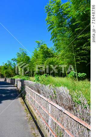 向日市 竹の径　竹林の風景  71648786