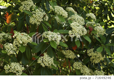 初夏に小さな白い花が密生するオオカナメモチ 71649246