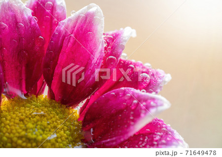 Wet chrysanthemum macro photo Wet chrysanthemum macro photo 71649478