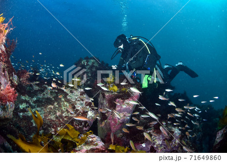 魚群とダイバー 71649860
