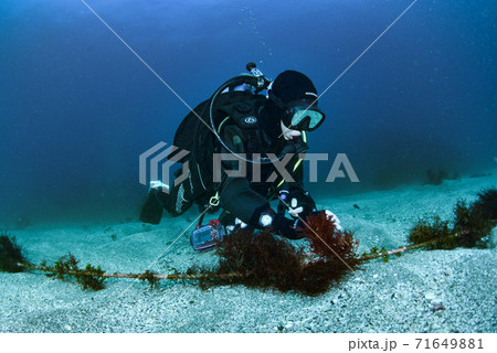 水中探索するダイバー（ロープ） 71649881
